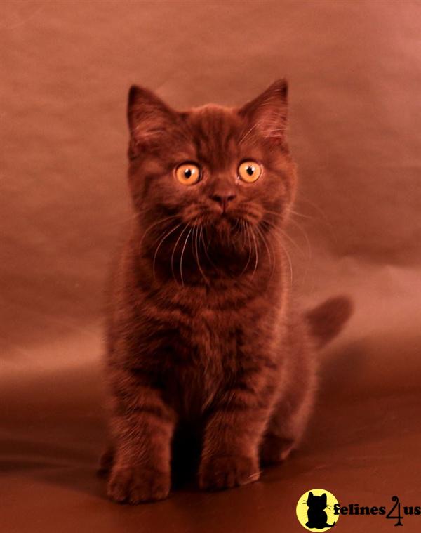 BritishRoyalCats.com Picture 3